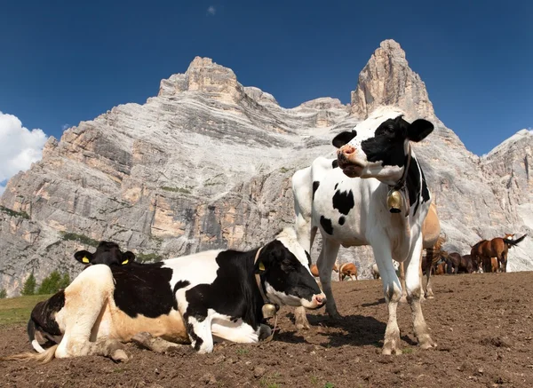 Herd of cows near Monte Pelmo — Zdjęcie stockowe