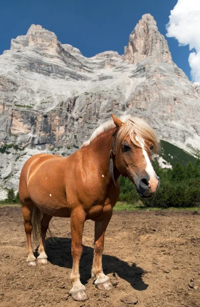 Horses under Monte Pelmo in Italian Dolomities — Stock Photo, Image