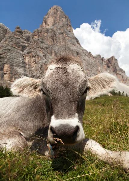 Vache près de Monte Pelmo, Dolomites, Italie — Photo