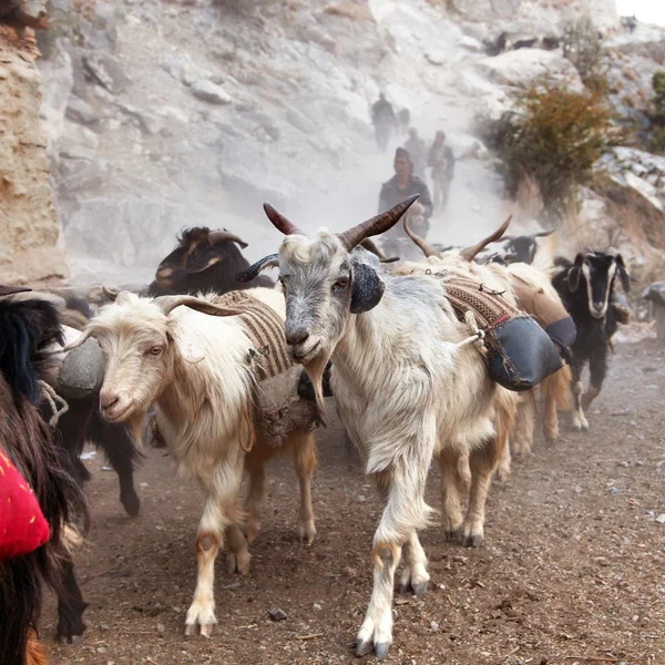 Hermosa caravana de cabras en el oeste de Nepal — Foto de Stock