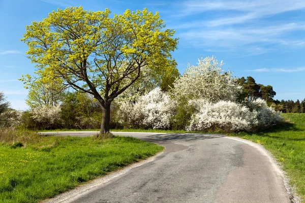 Vista de primavera, estrada e árvores floridas — Fotografia de Stock