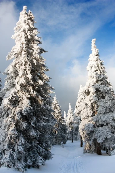 Hermosa vista invernal de madera nevada en las montañas —  Fotos de Stock