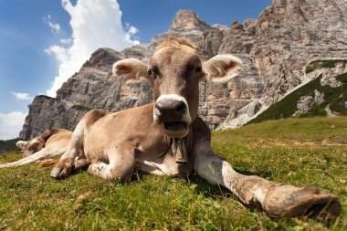 kahverengi inek başkanı (bos primigenius Toros), çıngırak ile 