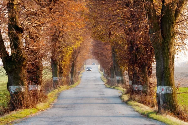 Road with car and beautiful old alley of lime tree — Stockfoto