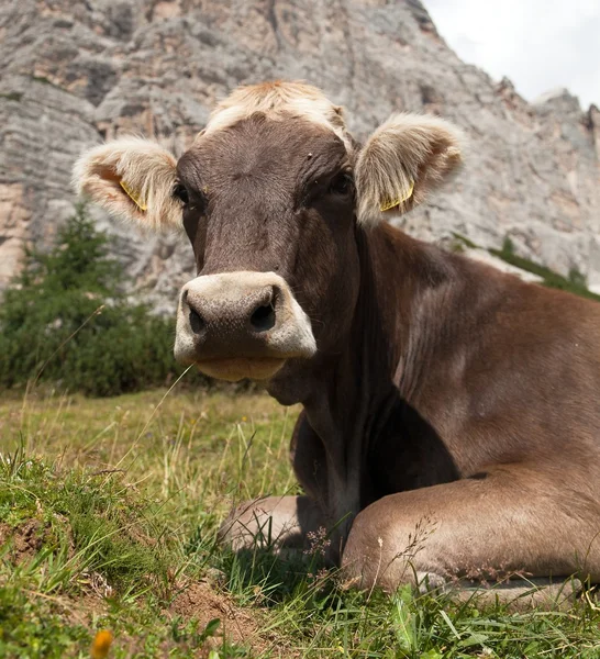 Cabeza de vaca parda (bos primigenius taurus), con cencerro — Foto de Stock