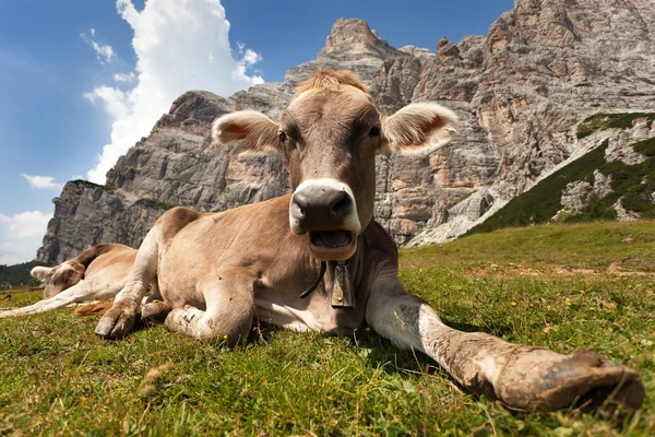 Kahverengi inek başkanı (bos primigenius Toros), çıngırak ile — Stok fotoğraf