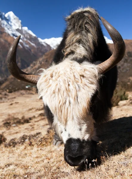 Yak på väg till Everest basläger - Nepal — Stockfoto