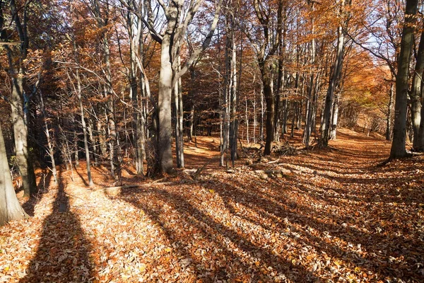 Sonbahar parke orman - Avrupa beechs göster — Stok fotoğraf