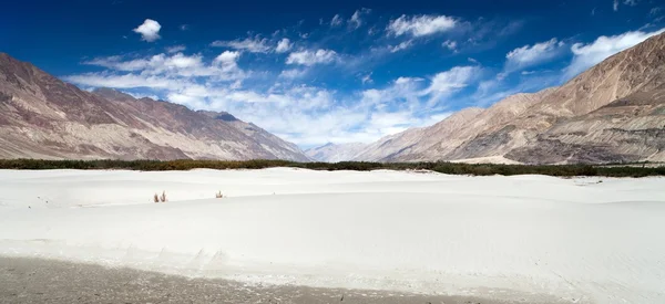 Dunas en Nubra Valley - Ladakh - Jammu y Cachemira —  Fotos de Stock