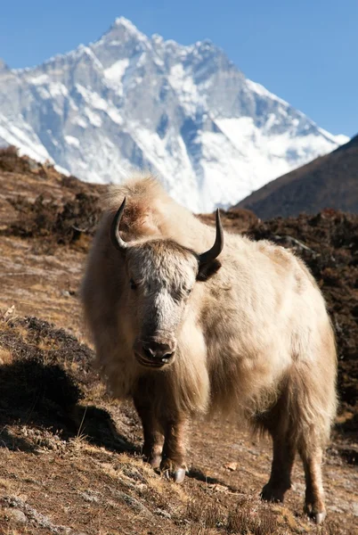 Yak on the way to Everest base camp and mount lhotse — Stock Photo, Image