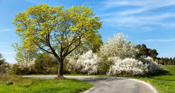 Vista de primavera, estrada e árvores floridas — Fotografia de Stock