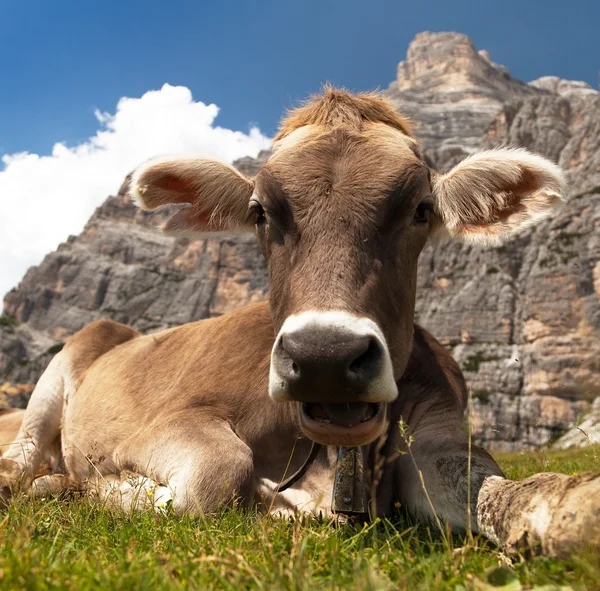 Cabeza de vaca parda (bos primigenius taurus), con cencerro — Foto de Stock