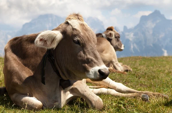 Tête de vache brune (bos primigenius taurus), avec cloche de vache — Photo