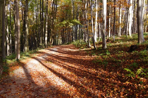 Vista desde el bosque otoñal de madera dura - hayas europeas —  Fotos de Stock