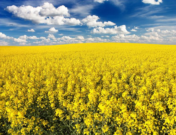 golden field of flowering rapeseed with beautiful clouds