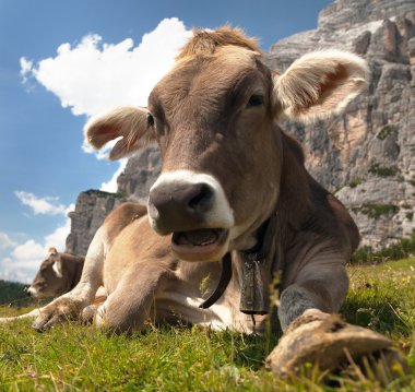 kahverengi inek başkanı (bos primigenius Toros), çıngırak ile 