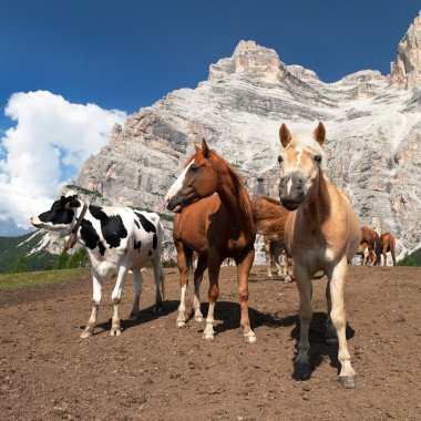 İnek ve atları altında Monte Pelmo İtalyan Dolomities içinde