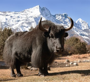 Black yak on the way to Everest base camp