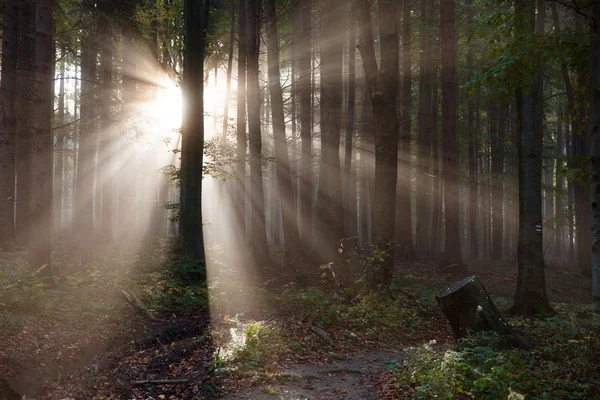 View from wood with contreyour sun rays — Stock Photo, Image