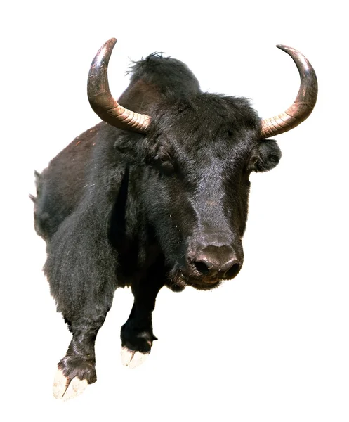 Black yak isolated on white background — Stock Photo, Image