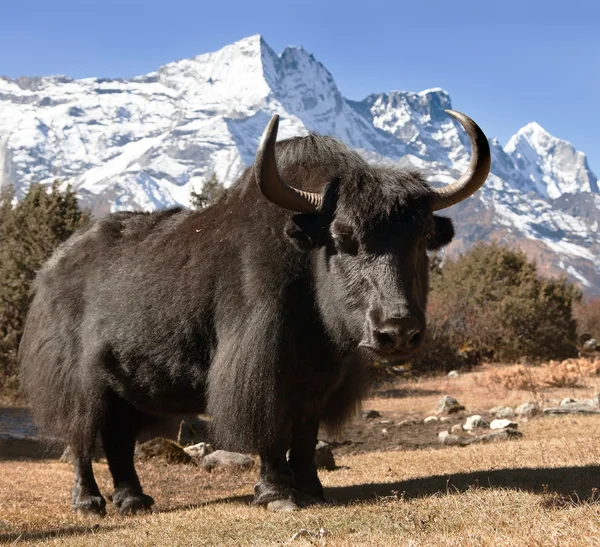Black yak on the way to Everest base camp — стокове фото