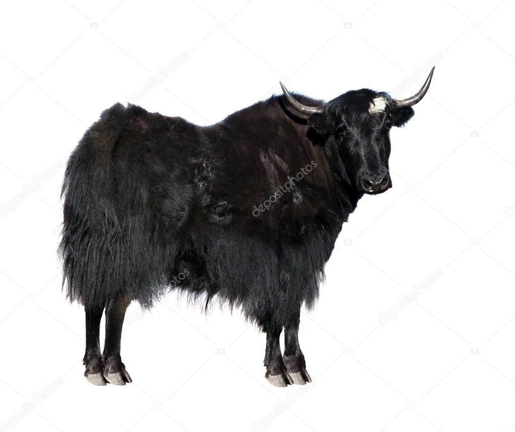 Black yak isolated on white background Stock Photo by ©prudek 98671108