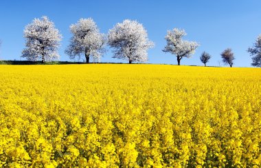 kolza tohumu ve kiraz ağacı Sokağı