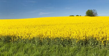 çiçekli kolza mavi gökyüzü ile altın alan
