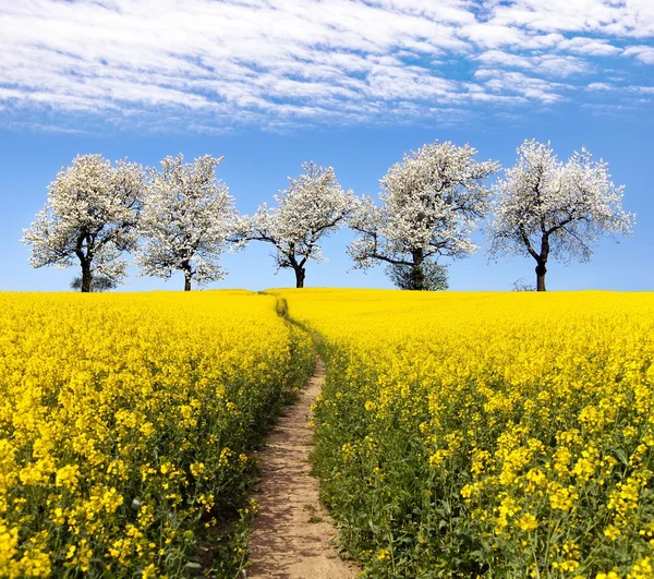 Rapeseed field, parhway, alley of flowering cherry trees — Stock Photo, Image