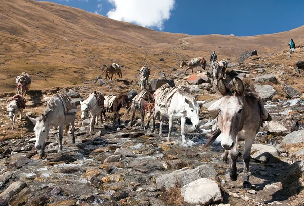 Husvagn av mulor i nepalesiska Himalaya — Stockfoto