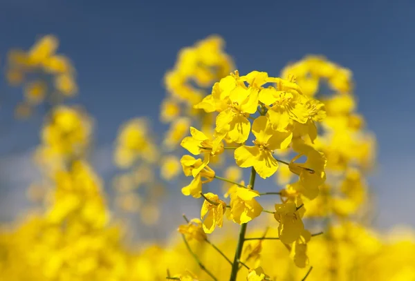 Detalhe da colza florida - Brassica Napus — Fotografia de Stock