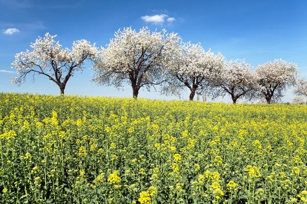 Field of rapeseed and alley of cherry tree — Stock Photo, Image