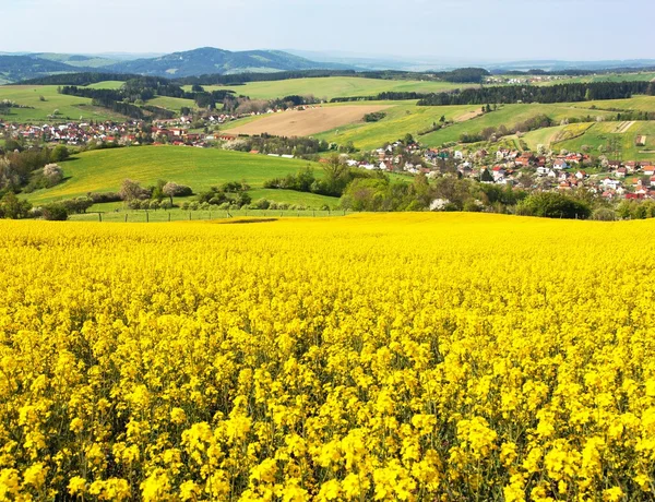 Rapeseed field - Brassica Napus - plant for green energy — Stock Photo, Image