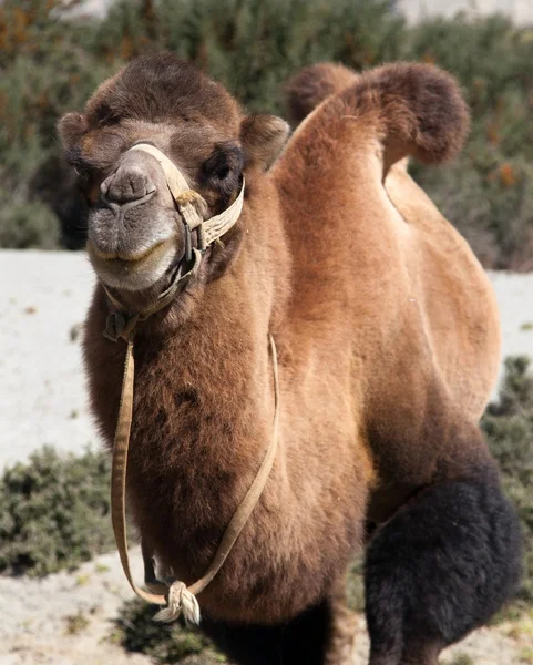 Mooi portret van bruin Camel hoofd — Stockfoto