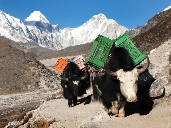 Jakar på väg till Everest basläger och mount Pumo ri — Stockfoto