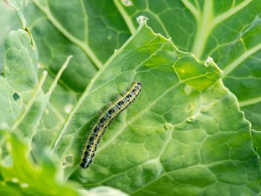 Lahanadaki tırtıl. Ekinlerin yok edilmesi. Kötü meyve..
