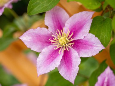 Clematis çiçek açar. Yeşil arkaplanlı turuncu.
