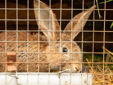 Kafeste bir tavşan. Evcil hayvan çiftliği. Geçici bir kafes..