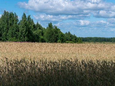 Buğday tarlası, çavdar. Gökyüzündeki bulutlar.