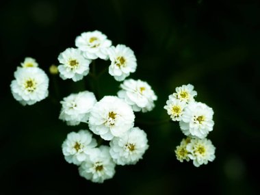 Beyaz küçük çiçekler. Koyu arkaplan.