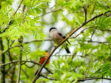 Yaz ispinozları. Erkek ve kadın..