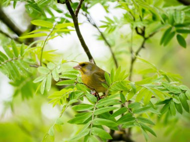 Orman Kanaryası. Yeşil kuş. Dağ külleri dalları.
