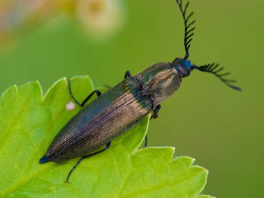 Bıyıklı bir böcek. Yaprağın üzerinde bir böcek. Doğanın makrofotoğrafçılığı.