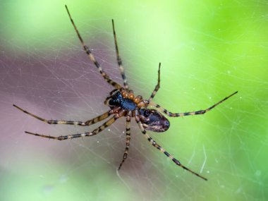 Ağ üzerinde bir örümcek. Alt görünüm.