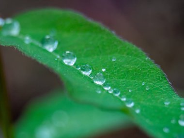 Uzun bir yaprağa damlatıyor. Bir damla satırı.