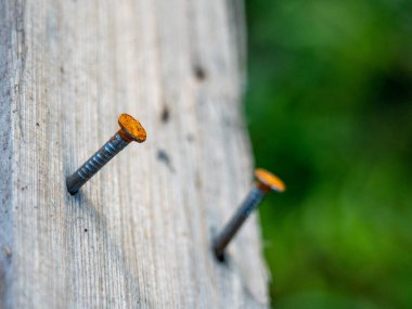 Paslı çiviler. Tahtaya çiviler çakıldı. Ürünün makrofotoğrafçılığı.