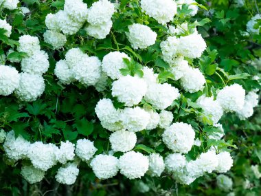 Kalina Buldenezh. Beyaz tomurcuklarla dolu. Beyaz çiçeklerin arkaplanı.