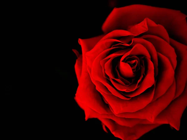 Red rose flower on a black background. The view from the top.