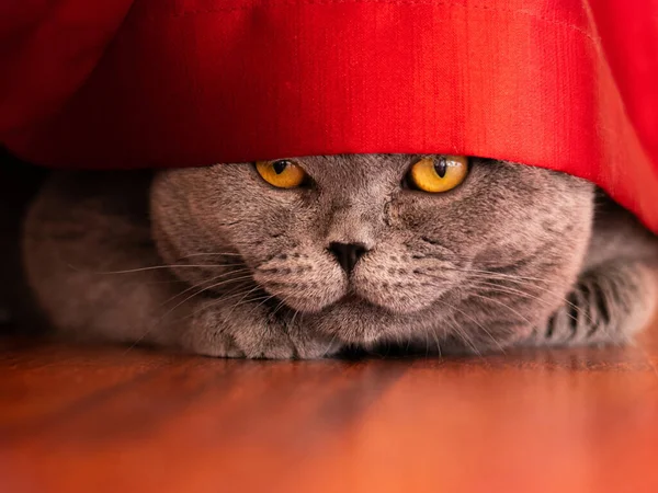 Kedi perdenin altından dışarı bakar. İngiliz cinsi. Ev kedisi saklanıyor. Kahverengi zemin. Kırmızı bez..