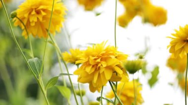 Sarı çiçekler rüzgarda sallanıyor. Altın toplar. Rudbeckia 'nın çiçekleri. 4 bin. HD